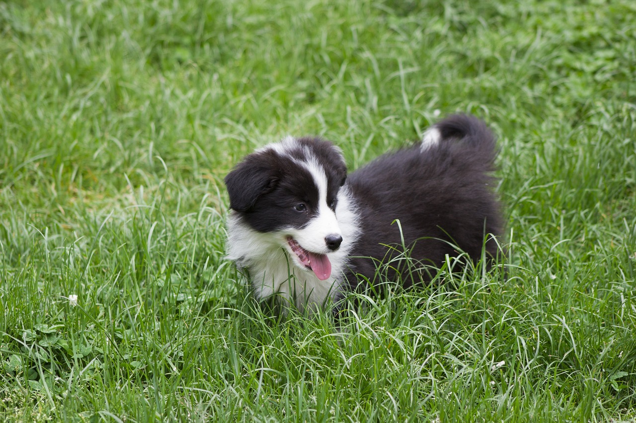 The Characteristics of the Border Collie - Intelligence and Energy